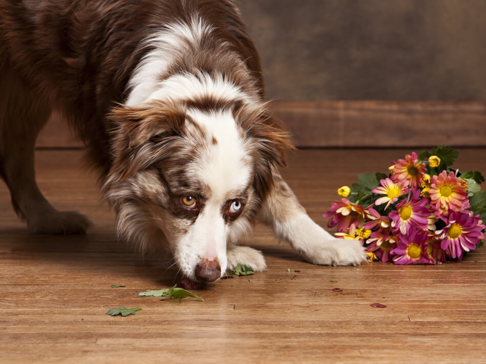 Hardwood spill | Leaf Floor Covering