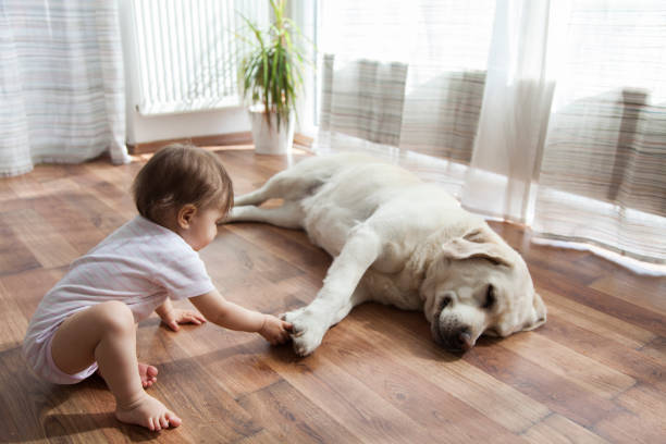 Bay touches dog's foot | Leaf Floor Covering